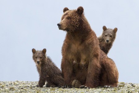 bears5346e4ab0fcd0