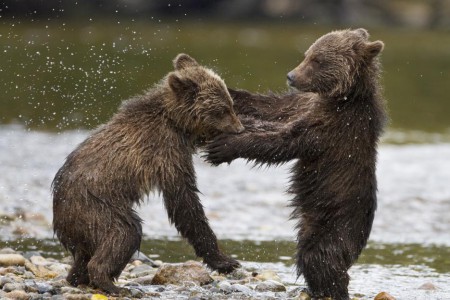 bears5346e4aef1756