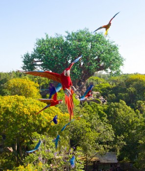 macaw