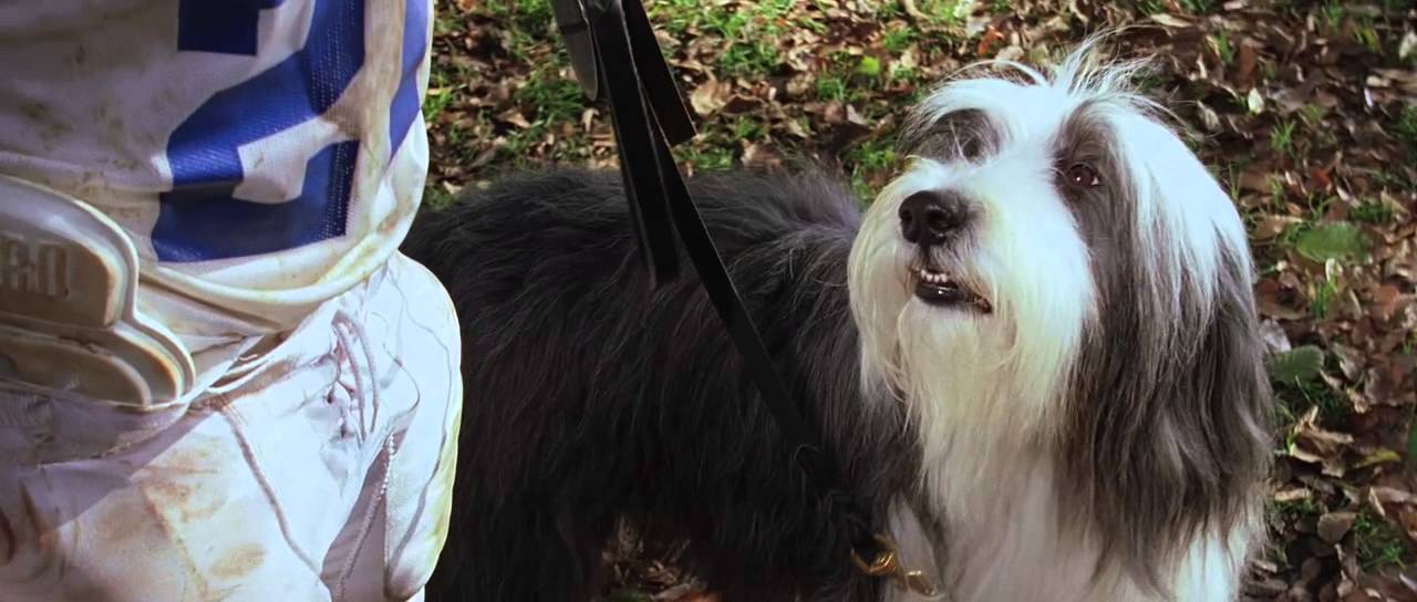 The Shaggy Dog