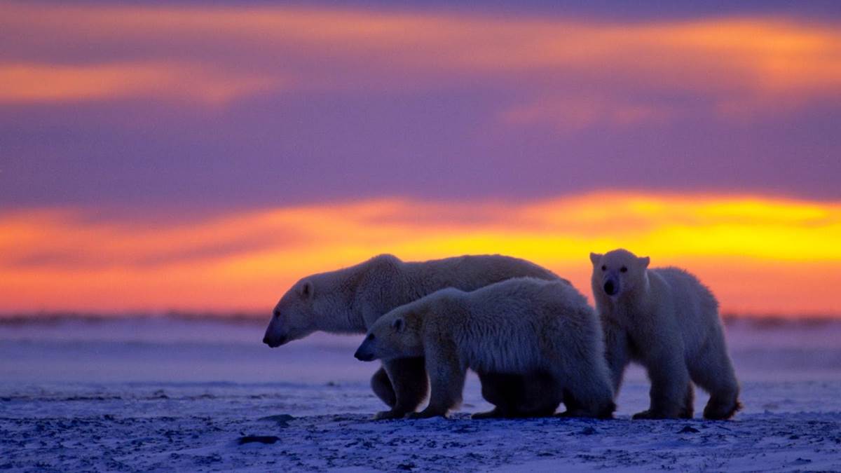 (National Geographic)