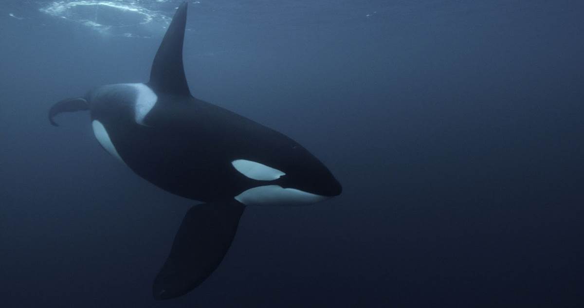 (National Geographic for Disney+, Luis Lamar)
