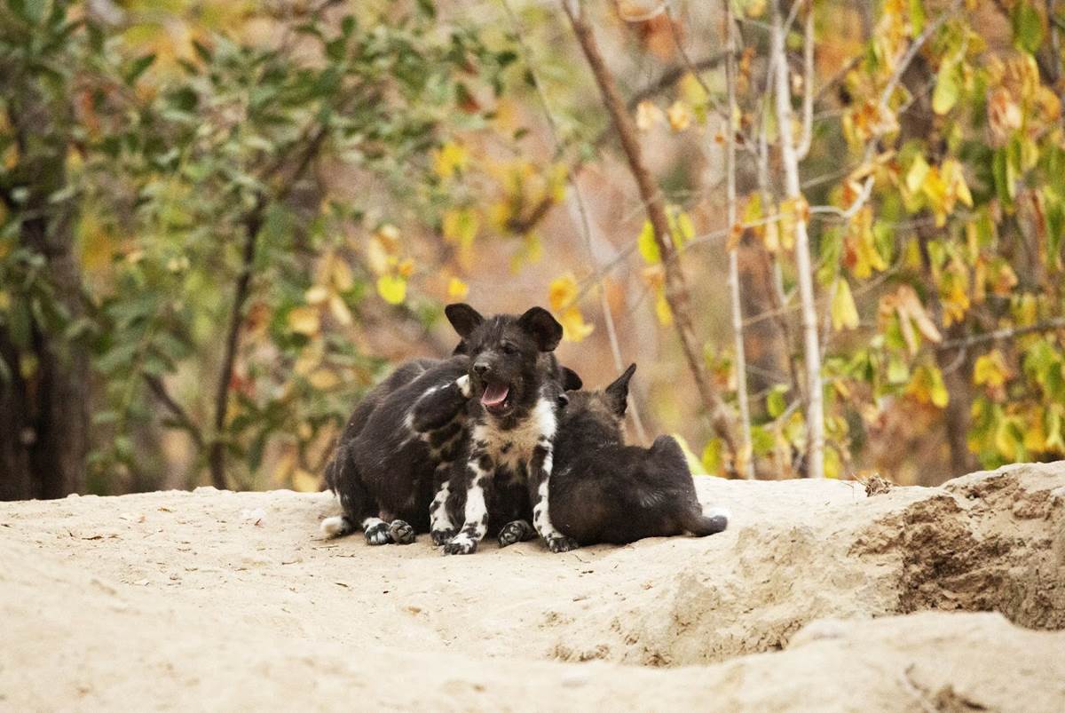 (National Geographic for Disney+/Kim Wolhurter)