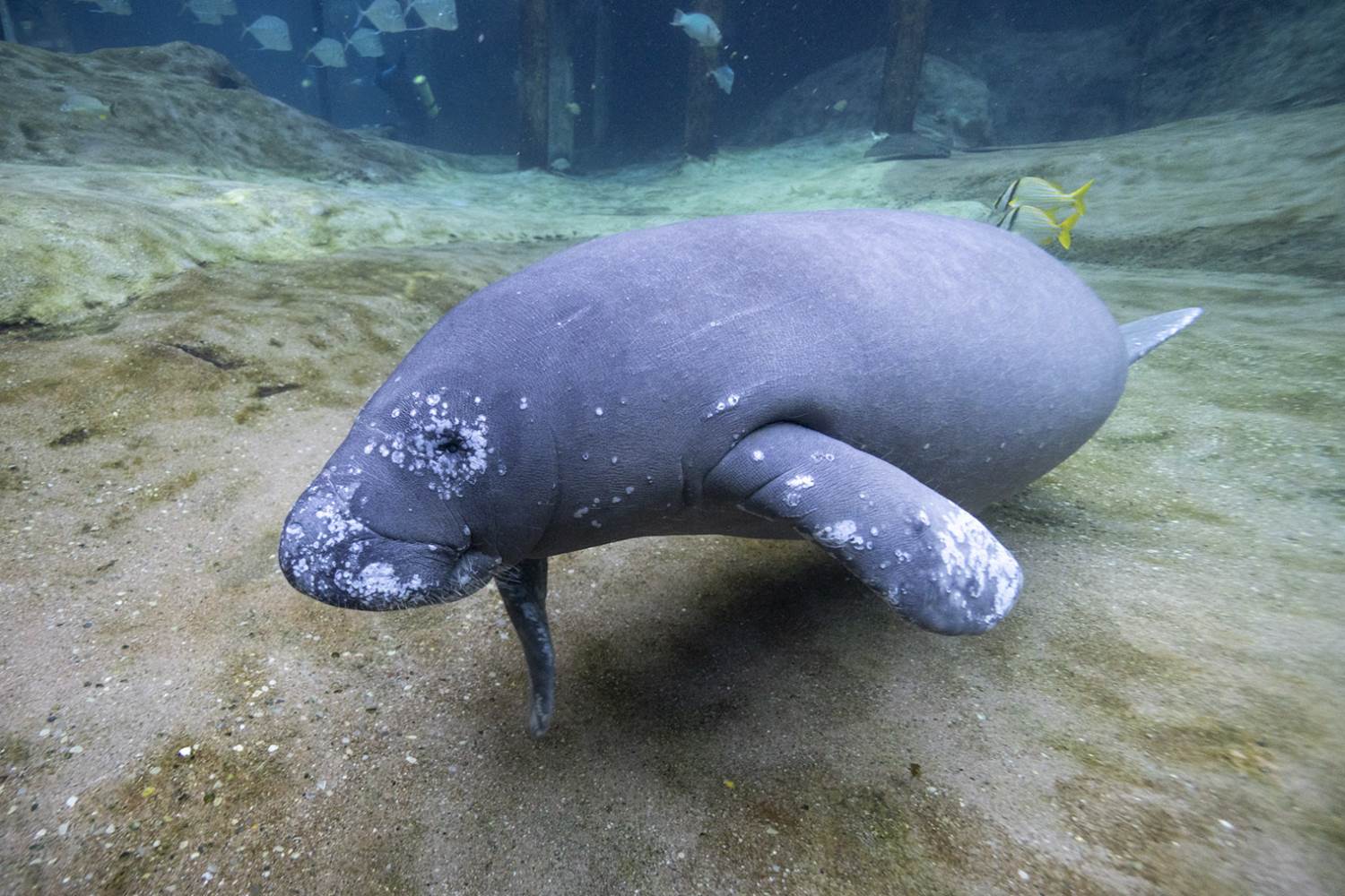 Courtesy Columbus Zoo and Aquarium